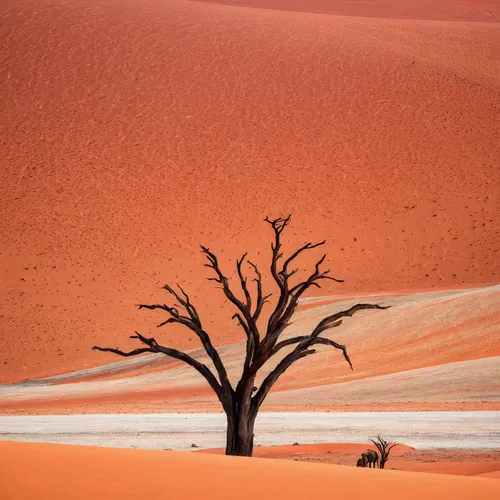 "And the contrast in texture here in this other shot from Deadvlei, Sossusvlei, Namibia, is fascinating. A fourth image from the third-place winner of the ""Photographer of the Year"" contest.",dead v