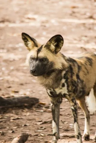 Distemper african wild dog, dog, wild, dry ground, wilf dog,a ze is walking on the ground,african wild dog,hyaena,aardwolf,wild dog,hyena,zwelithini,sangala,hyenas,mkomazi,gorongosa,duiker,chinkara,pe