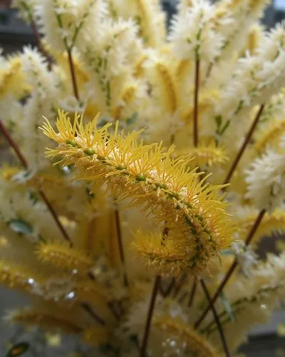 a cloud of hair and lace, in the foreground, multiple clusters of bright yellow eyelashes on long brown stems with green leaves, white lace detailing on the lace, some areas with reflections creating 