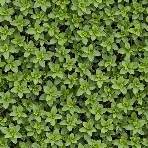 microgreens,clover pattern,ground cover,arabidopsis,green wallpaper,triangular clover,clover leaves,groundcover,garden cress,marjoram,azolla,long ahriger clover,medium clover,narrow clover,background 