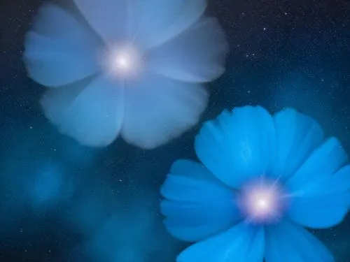 cosmos,two flowers glowing blue against a sky filled with stars,blue petals,blue daisies,blue flowers,blue butterfly background,blu flower,blue spheres