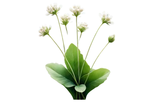 White clover, four-leafed, green stems, small white flowers, delicate petals, soft focus, shallow depth of field, warm natural light, 3/4 composition, slight blur effect, realistic texture, vibrant co