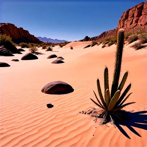 Desert landscape, sandy dunes, clear blue sky, hot sunny day, endless horizon, few rocks scattered, cactus plants, vintage camera on tripod, photographer kneeling, taking shot, dramatic lighting, low 