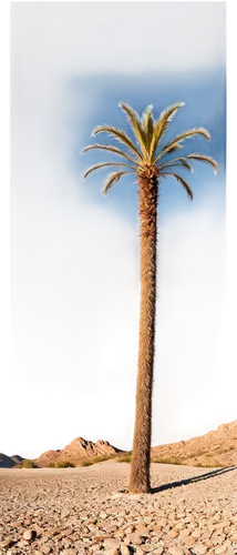Desert landscape, endless dunes, sandy hills, clear blue sky, hot sunlight, vast emptiness, lone palm tree, ancient ruins, cracked earth, rocky outcrops, majestic cactus, warm color tone, high contras
