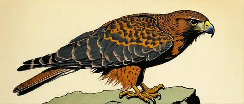 Write a suspenseful story about a hawk feather found at an ancient temple.,eagle illustration,calyptorhynchus banksii,yellow billed kite,harris's hawk,black headed grosbeak,portrait of a rock kestrel,