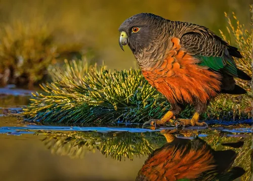 reflecing-on-kea by rodneytrenchard - Image Of The Month Photo Contest Vol 22,harris's hawk,new zealand falcon,australian king parrot,tasmanian rosella,king parrot,yellow billed kite,red-tailed cockat