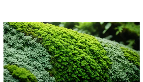 green photography, solo, nature scene, vibrant green leaves, various shades of green, moss, foliage, close-up, shallow depth of field, natural light, 3/4 composition, warm color tone, cinematic lighti