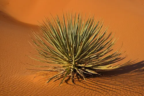 Write a scientific article exploring the adaptations of desert plants to survive extreme temperatures.,desert plant,libyan desert,desert plants,desert palm,desert flower,desert rose,date palm,argentin