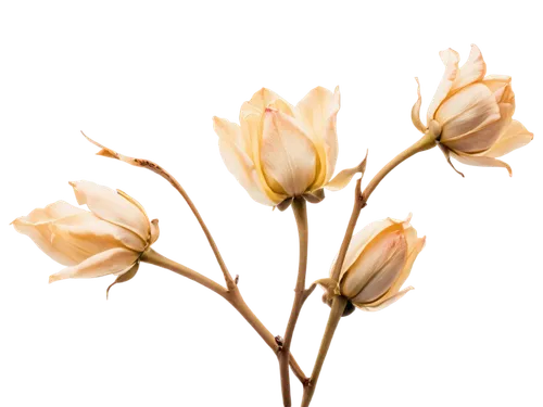 Dead flowers, still life photography, wilted petals, dry stems, white background, soft focus, shallow depth of field, warm color tone, vintage filter, 3/4 composition, natural light, morning dew, real