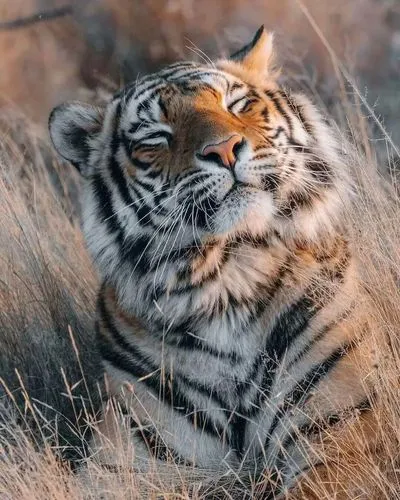 tiger