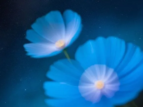 cosmos,some blue flowers with one in front of it,blue petals,blue daisies,blu flower,blue flower,blue flowers,cosmos