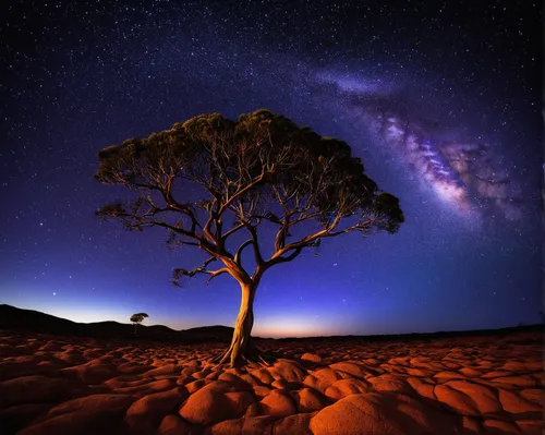 Creative Landscape Photography from Western Australia,lone tree,dead vlei,isolated tree,libyan desert,namib desert,south australia,deadvlei,arid,argan tree,namib,arid landscape,namibia,the atacama des