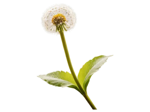Dandelion, white puffball, yellow center, delicate petals, slender stem, green leaves, morning dew, soft sunlight filtering through flowers, shallow depth of field, warm color tone, 3/4 composition, r