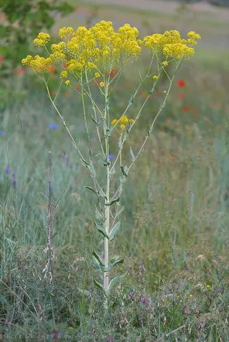 Seneciosis flower plant,crepis paludosa,foeniculum vulgare,brassica oleracea var,filipendula ulmaria,common tansy,trachyspermum ammi,umbelliferae,common rue,tagetes patula,achillea millefolium,brassic