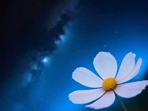 cosmos,a white daisy and the milky in the sky,blue petals,cosmic flower,blue flower,blu flower,blue daisies,forget me not
