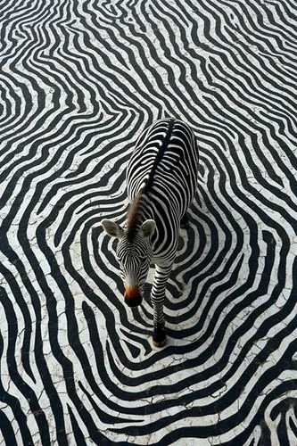 Aerial view of a zebra walking across and deep into a series of thin black lines, the contrast between the zebra's black and white stripes and lines below creates a mesmerizing visual effect, great op