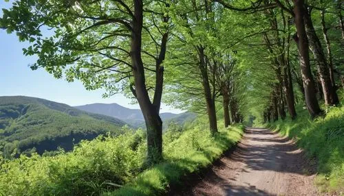 Outdoor, downward angled shot of a mountain road with tall trees covering the hillside, with some shrubs to the lower left and branches behind the trees. The top half of the frame shows dense tree for