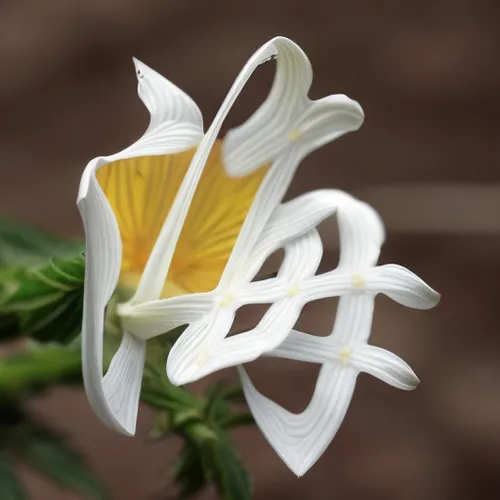 绿玉，白玉，白里透黄，绿叶,white trumpet flower,white trumpet lily,flowers png,gold bud flower,trumpet flower,lilium candidum,fried egg flower,hymenocallis,trumpet flowers,lilium davidii,medicinal flower,trumpet p