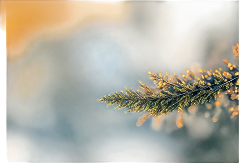 High-quality photo, vibrant colors, realistic texture, detailed objects, shallow depth of field, bokeh effect, soft natural light, warm color tone, 3/4 composition, close-up shot, high-resolution imag
