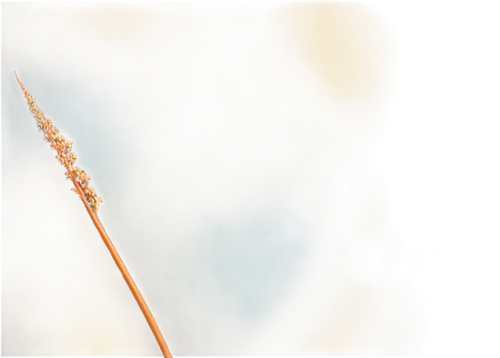 1 composition, soft natural light, warm color tone, shallow depth of field, realistic texture, detailed seeds, fresh and tender.,close up of a small flower bud or flower stem,spikelets,feather bristle