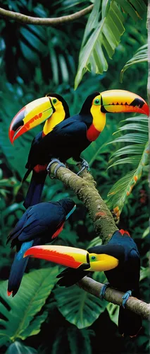 Imagine the vibrant colors of toucans in a tropical paradise.,pteroglossus aracari,pteroglosus aracari,keel-billed toucan,toucans,chestnut-billed toucan,toucan perched on a branch,keel billed toucan,y