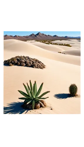 Desert landscape, sandy dunes, endless horizon, clear blue sky, hot sun, rocky outcrops, cacti, succulents, vast emptiness, warm lighting, high contrast, dramatic shadows, low angle shot, panoramic vi