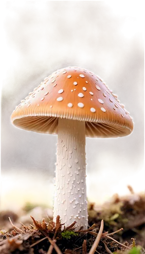 Mushroom, fantasy creature, solo, detailed cap, white stem, brown spots, delicate gills, soft focus, whimsical atmosphere, warm color tone, cinematic lighting, 45-degree angle, close-up shot, shallow 
