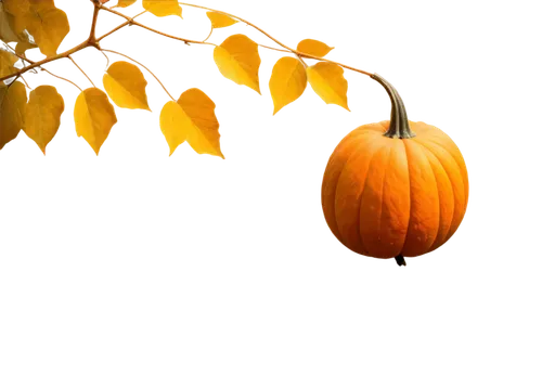 Orange pumpkin, autumn season, vines and leaves, natural texture, rough surface, bright warm lighting, 3/4 composition, shallow depth of field, soft focus, cinematic color tone, solo, decorative, real