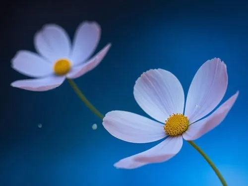cosmos,the three flower heads are on each other,blue daisies,daisy flower,daisy flowers,minimalist flowers,white cosmos,cosmos flower