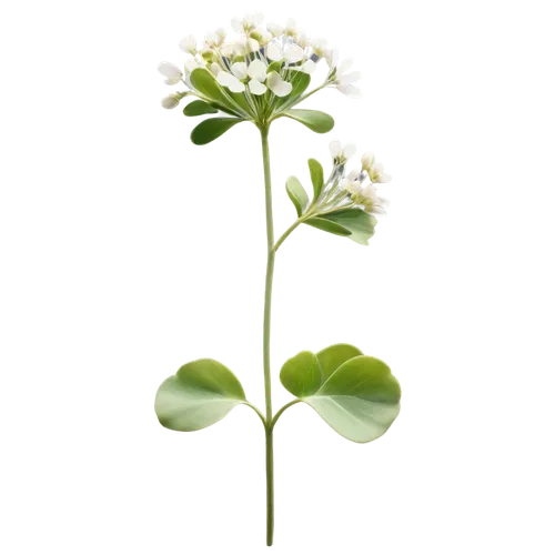 White clover, four-leafed, green stems, small white flowers, delicate petals, soft focus, shallow depth of field, warm natural light, 3/4 composition, slight blur effect, realistic texture, vibrant co