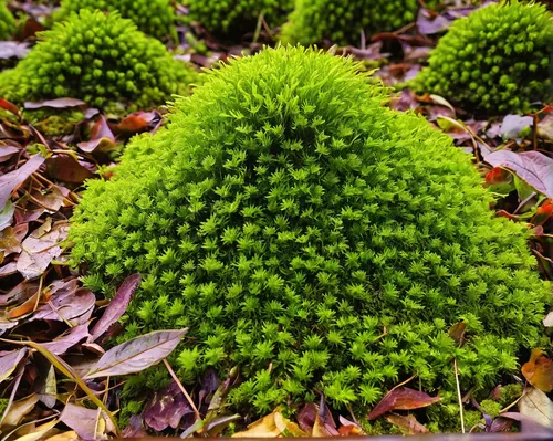 Compose a poem about the resilience of moss thriving in a desolate environment.,forest moss,moss saxifrage,tree moss,ground cover,moss,block of grass,liverwort,goldmoss stonecrop,forest plant,charophy