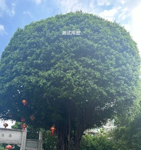 测试,growing mandarin tree,hangzhou,chengdu,the japanese tree,zhangzhou,guangzhou,baoqing,flourishing tree,huizhou,zunyi,shaoxing,wenxian,nanjing,nanhua,green tree,yuanhua,liuzhou,shuozhou,jingmei,mings