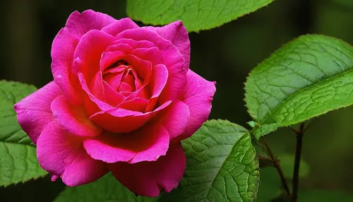Write a short story about a character who discovers the healing powers of Rosa Gallica while hiking through a dense forest.,rosa nutkana,rosa rugosa,rosa palustris,rosa sinensis,rosa zephirine drouhin
