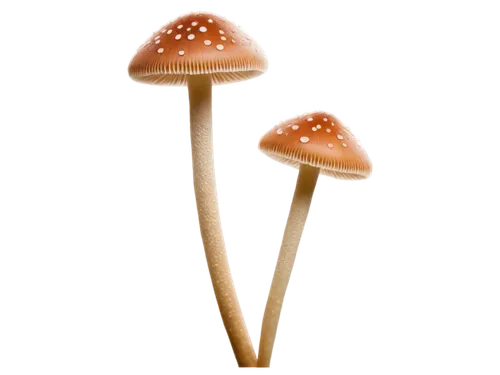 Fungi, mushroom, solo, cap rounded, white spots, thin stem, delicate gills, earthy brown color, moist texture, morning dew, soft natural light, macro shot, 1/2 composition, shallow depth of field, war