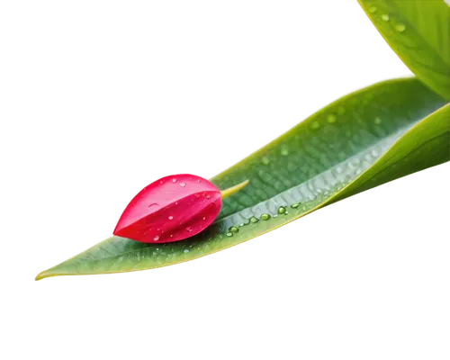 Macro photography, beautiful flowers, solo, colorful petals, delicate texture, water droplets, green leaves, stem, soft natural light, bokeh background, shallow depth of field, warm color tone, 1/3 co
