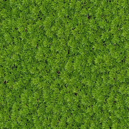 green wallpaper,azolla,intensely green hornbeam wallpaper,microgreens,ground cover,zoysia,artificial grass,groundcovers,green lawn,block of grass,duckweed,groundcover,bryophytes,liverwort,clover patte