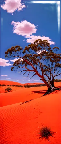 Australian landscape, panoramic view, vast desert, red sand dunes, spinifex grass, eucalyptus trees, blue sky with white clouds, warm sunlight, soft shadows, 3/4 composition, shallow depth of field, v