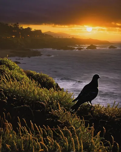 Craft a suspenseful story set at Pigeon Point at sunset.,new zealand falcon,currawong,pigeon point,pacific gull,pied currawong,coastal bird,new caledonian crow,black hawk sunrise,american crow,corvida