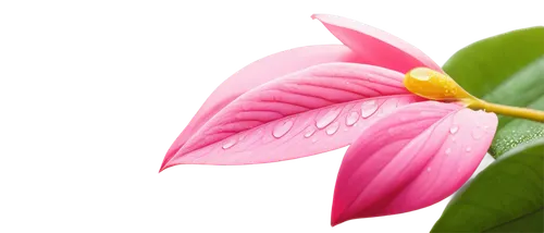 Delicate flower, pink petals, yellow center, soft gentle curves, water droplets on leaves, morning dew, shallow depth of field, warm natural light, 3/4 composition, macro shot, vibrant color tone, rea