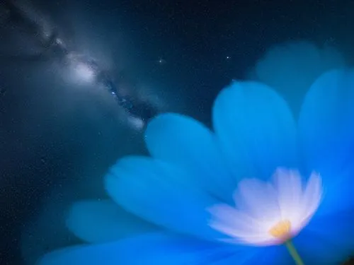 cosmos,two large blue flowers with milky in the background,blue petals,blu flower,blue flower,noctilucent,cosmic flower,flower of water-lily