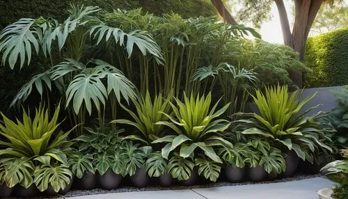 Architectural plants, dry shade, tropical feel, exotic foliage, palmate leaves, sturdy stems, variegated patterns, subtle color tones, low-maintenance, drought-tolerant, urban landscape, modern garden