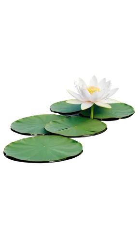 Lotus flower, white petals, yellow center, delicate, soft focus, water ripples, green leaves, natural scenery, warm lighting, 3/4 composition, shallow depth of field, vibrant colors, high contrast, ci