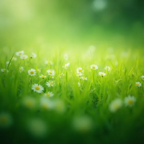 Create a vibrant field scene filled with delicate white flowers scattered across lush green grass. Emphasize the natural beauty and serenity of a sunny day, using a bright color palette. Include subtl