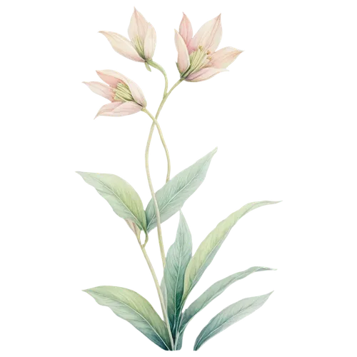 Delicate flower, pastel colors, soft petals, intricate details, watercolor texture, gentle stems, lush green leaves, subtle shading, warm natural light, 3/4 composition, shallow depth of field, dreamy