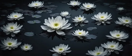 Create a melancholic poem about white chrysanthemum petals floating in a still pond.,white water lilies,water lilies,white water lily,lotus flowers,flower of water-lily,chrysanthemum background,water 