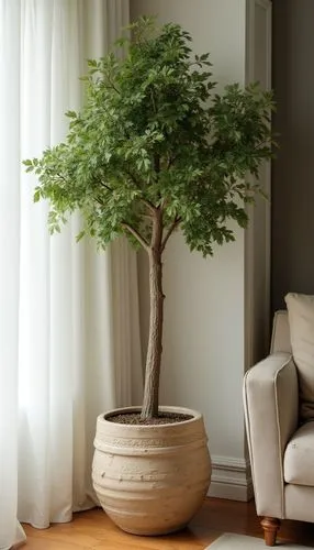 decorative tree in pot, living room,home staging,a small tree in a large pot,intensely green hornbeam wallpaper,crepe myrtle,maple tree in pot,bonsai tree,ficus,boxwood,potted tree,growing mandarin tr