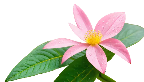 Delicate flower, pink petals, yellow center, soft gentle curves, water droplets on leaves, morning dew, shallow depth of field, warm natural light, 3/4 composition, macro shot, vibrant color tone, rea