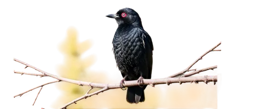 Black bird, ebony feathers, white belly, pink beak, bright eyes, perched on branch, morning sunlight, shallow depth of field, warm color tone, cinematic lighting, 3/4 composition, natural habitat.,a b