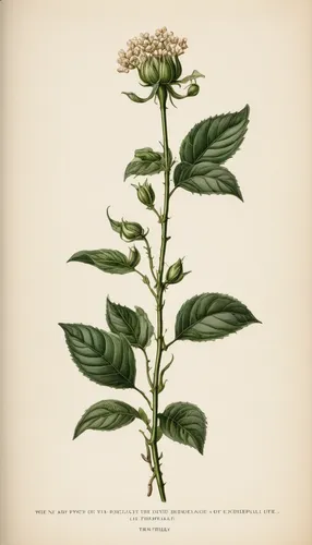 Compose a poetic piece where a delicate bud symbolizes the transient beauty of life, exploring themes of growth, change, and impermanence.,alternanthera,stevia rebaudiana,motherwort,ocimum tenuiflorum