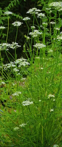 Tell a captivating story about a quest for the elusive caraway seeds.,fennel pondweed,water dropwort,aquatic plant,sea arrowgrass,aquatic herb,hornwort,aquatic plants,umbelliferae,charophyta,pond plan